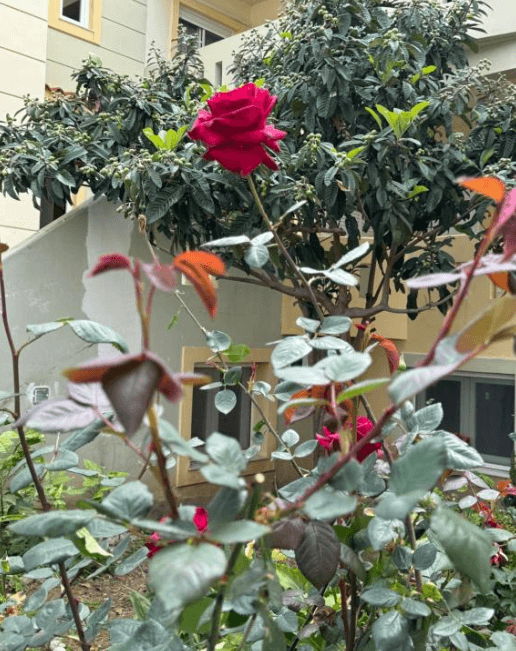 KAP Home balcony garden with roses, Chios